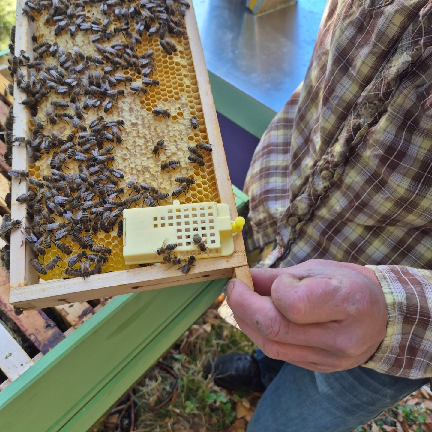 Honigbienen Imkerei Engelmann